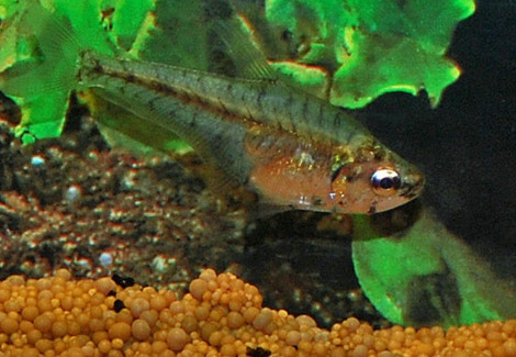 Asiphonichthys Condei M