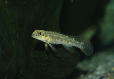 Teleocichla Centrarchus M