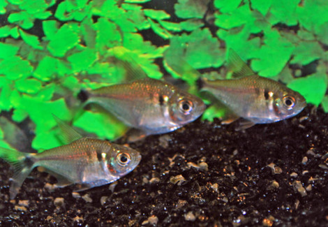 Tetragonopterus Argenteus M