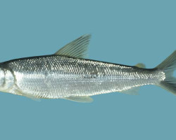 Argonectes Longiceps L