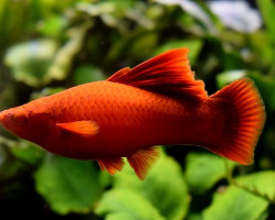 Xipho. Helleri X Maculatus Red Xl