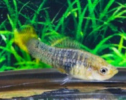 Xiphophorus Evelynae M