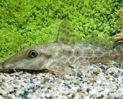 Auchenoglanis Occidentalis S