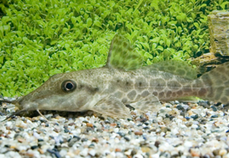 Auchenoglanis Occidentalis M