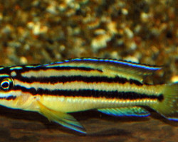 Julidochromis Regani Kipili M
