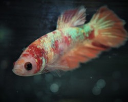 Betta Sp. Plakat Koi Nemo Femmina L