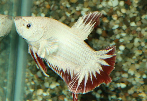 Betta Sp. Plakat Red Snow Maschio Xl