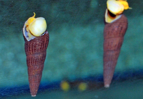 Tylomelania Sp. Orange M