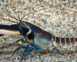 Cherax Pulcher M