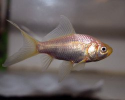 Car. Auratus Comet White 7/10
