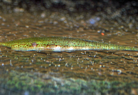 Acestridium Dichromum S