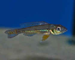 Biotoecus Opercularis  S