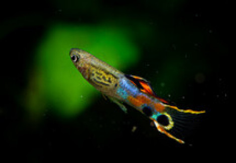 Poec. Wingei Snakeskin Campoma (Maschi E Femmine) M
