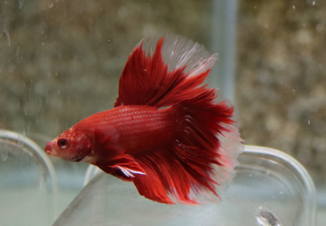 Betta Sp. Rosetail Red Maschio L