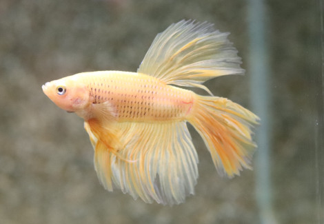 Betta Sp. Halfmoon Banana Maschio Xl