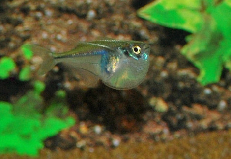 Carnegiella Myersi M