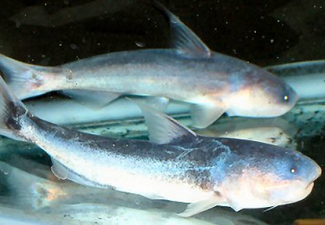 Cetopsis Coecutiens S