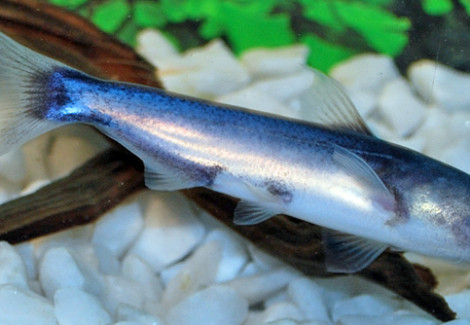 Cetopsis Coecutiens M