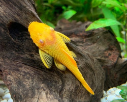 Ancistrus Gold Albino