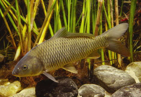 Cyprinus Carpio Carpa Comune 7-10 Cm