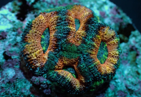 Acanthastrea Lordhowensis (Red) (Frag) M