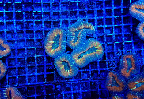 Acanthastrea Pachysepta (Splitcolor) (Premium) L