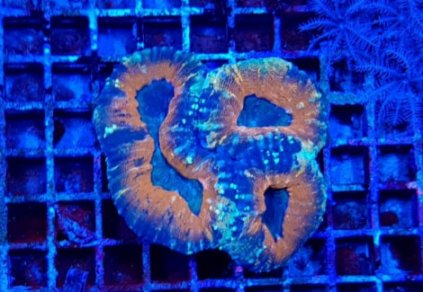 Acanthastrea Pachysepta (Splitcolor) S