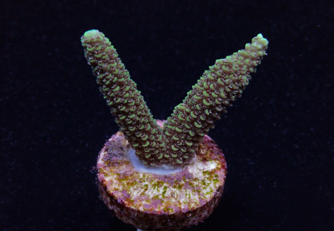 Acropora Abrolhosensis (Frag) M