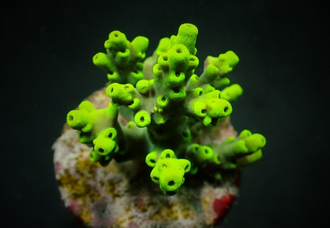Acropora Aculeus (Frag) M