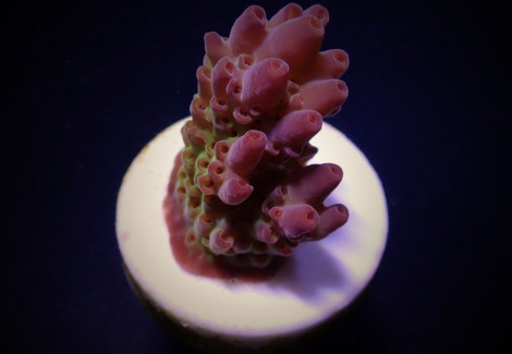 Acropora Anthoceris (Frag) M