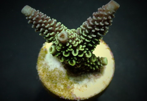 Acropora Aspera (Frag) M