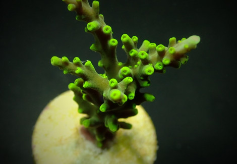 Acropora Carduus (Frag) M