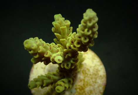 Acropora Convexa (Frag) M