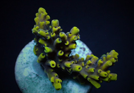 Acropora Cytherea (Frag) M