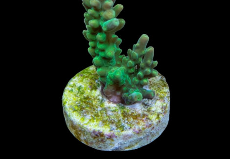 Acropora Divaricata (Frag)M