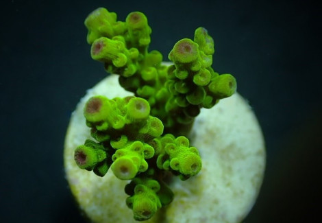 Acropora Florida (Frag) M