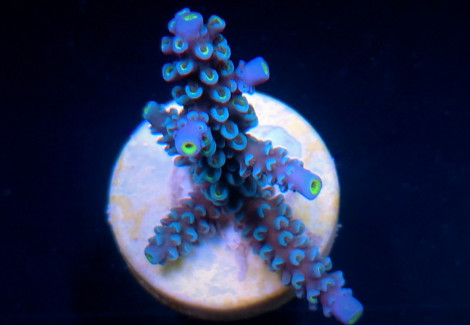 Acropora Hoeksemai (Frag) M