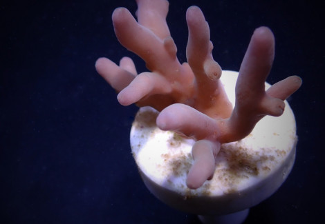 Acropora Lokani (Frag) M