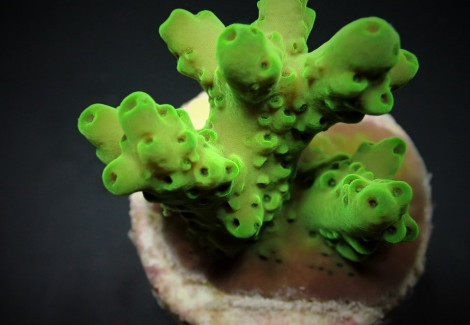 Acropora Loripes (Frag) M