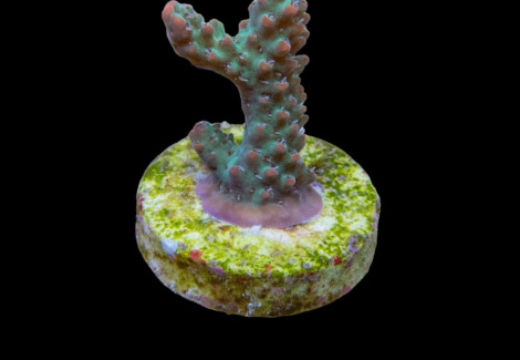 Acropora Microclados (Frag)M