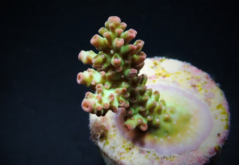 Acropora Microclados Ssc (Frag) M