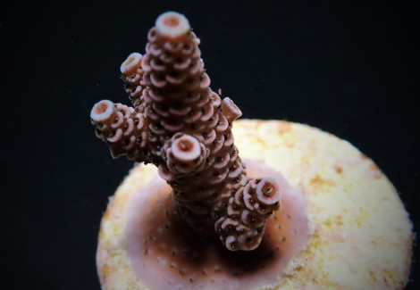 Acropora Millepora (Frag) M