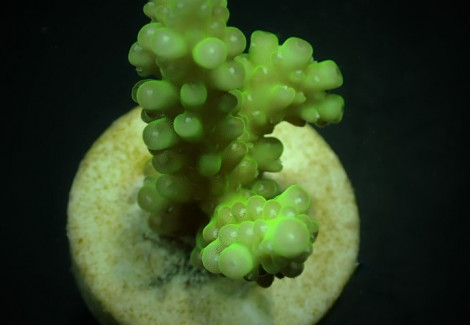 Acropora Rosaria (Frag) M