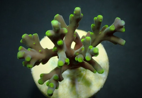 Acropora Turaki (Frag) M