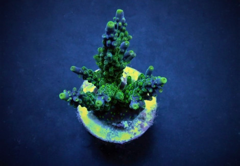 Acropora Valida (Frag) M