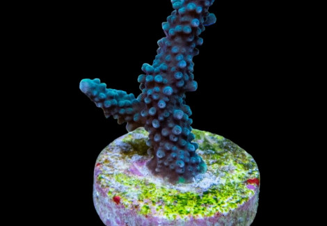 Acropora Yongei (Frag)M