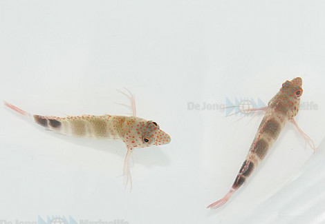 Amblycirrhitus Pinos M