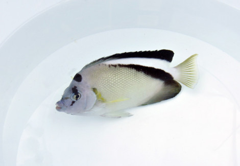 Apolemichthys Griffisi Ml