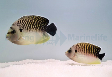 Apolemichthys Kingi (Coppia) L