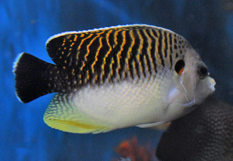 Apolemichthys Kingi Ml